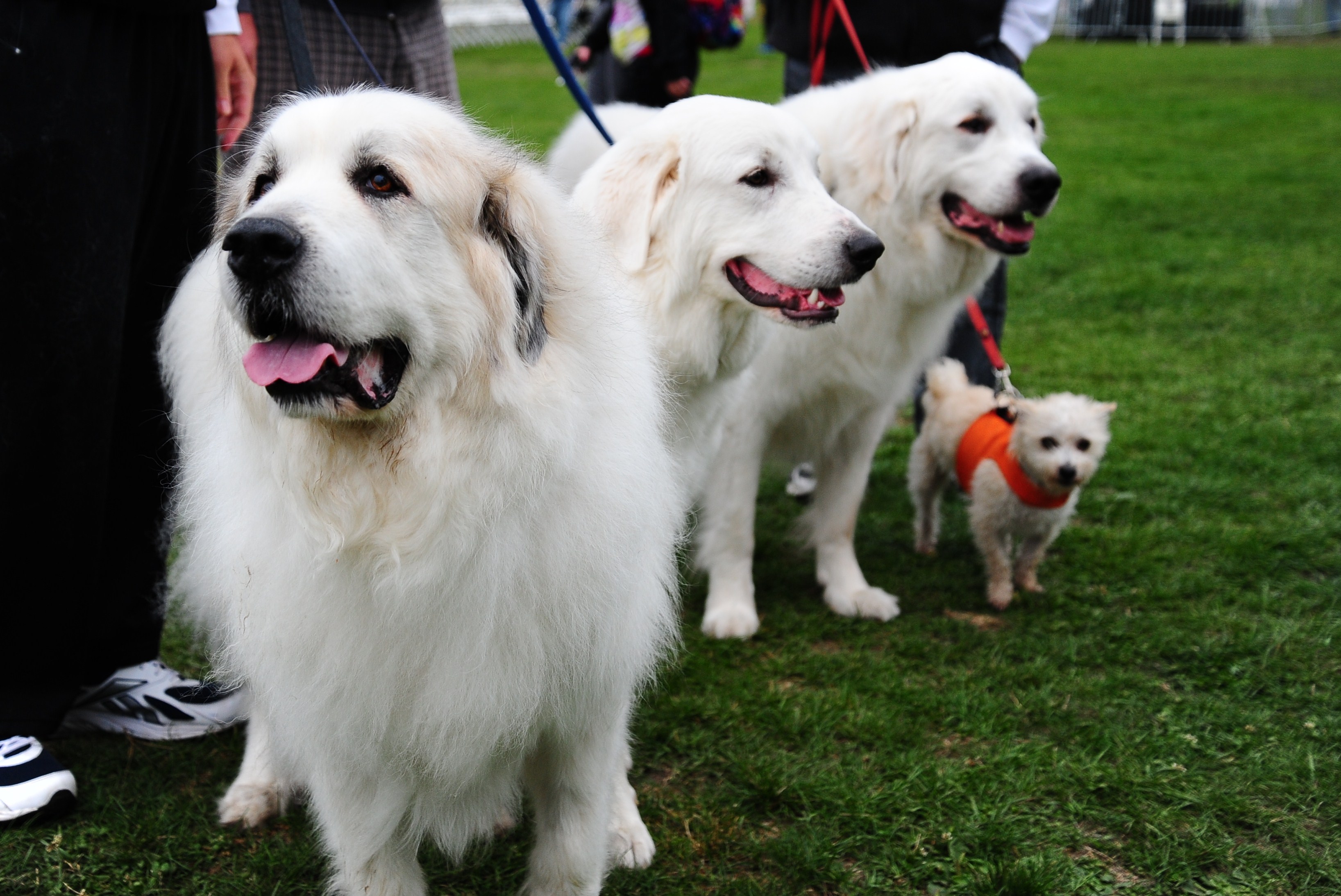 AIDS Walk San Francisco provides dogs of all kinds with a healthy outdoor activity.