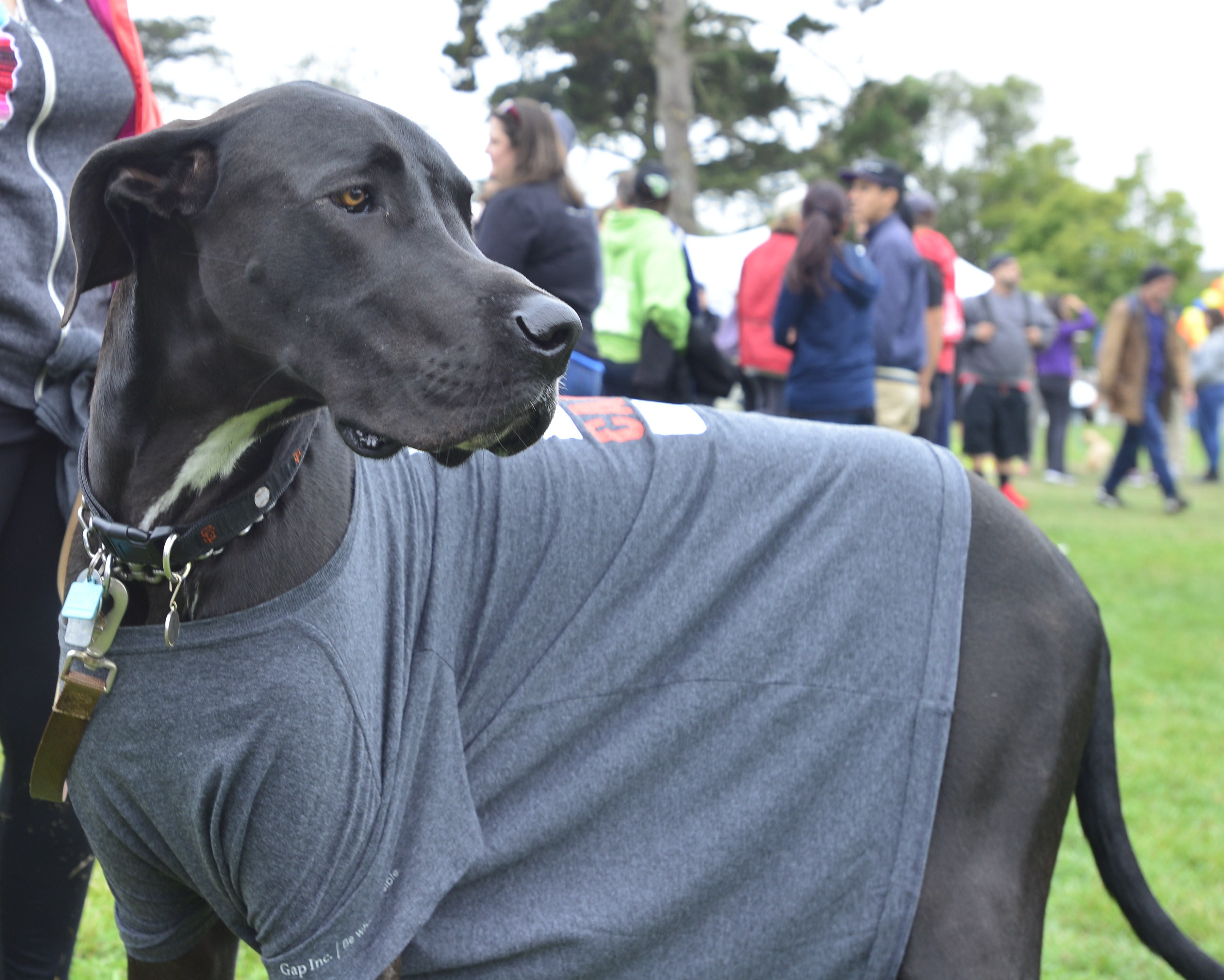 AIDS Walk participants often bring their four-legged friends for the 10K walk in the park.