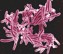 TB bacterium
