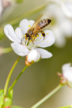 Honeybee on white flower