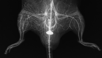 Angiogram of arterial regrowth in a mouse.