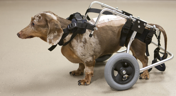Dog using a medical device