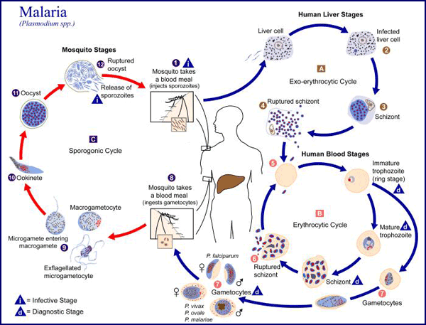 Illustration of the life cycle of the parasites of the genus Plasmodium