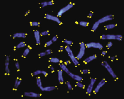 Telomeres, shown in yellow, at the ends of chromosomes.