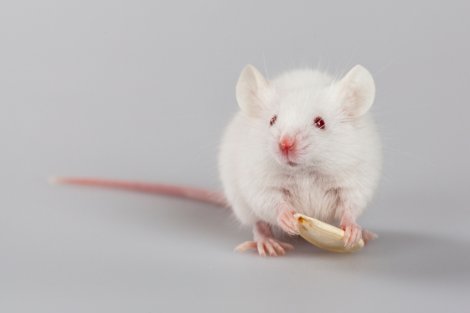 stock image of white mouse holding food