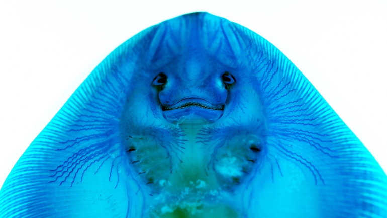 A little skate's ampullary organs are stained blue