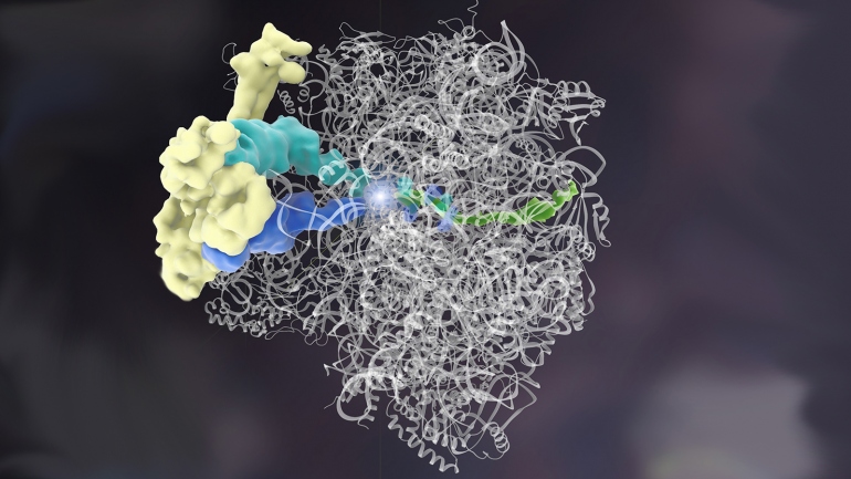 artistic rendering of a ribosome quality control complex