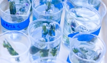 Myras Samples inside beakers