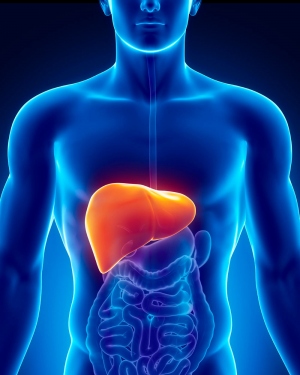 digital illustration of liver inside a man