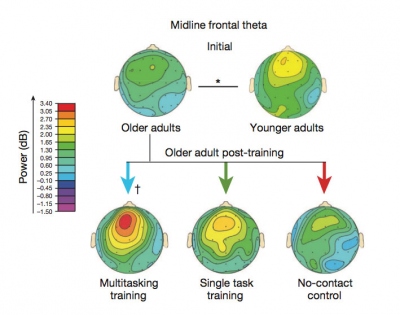 graphic showing increased brain activity for older adults