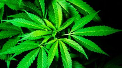 Marijuana.leaf_.jpg