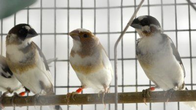 Bengalese_Finches.JPG