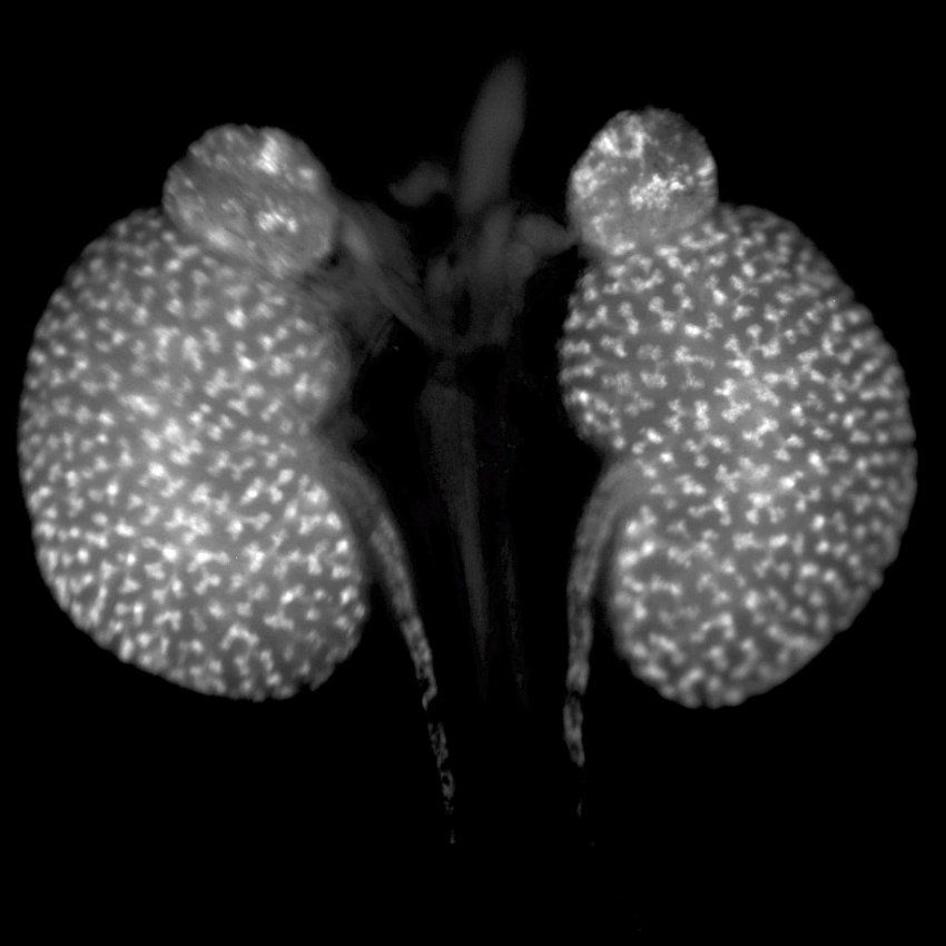 image of mouse embryonic kidneys
