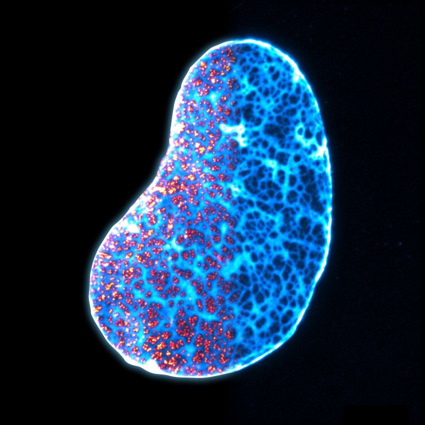 image of nuclear lamina and nuclear pores