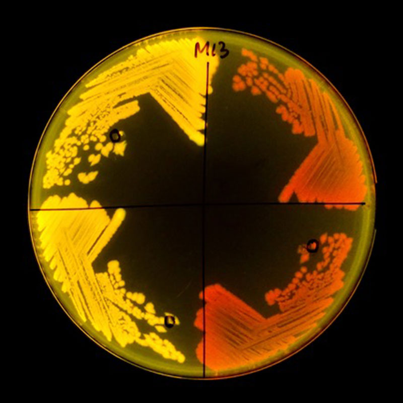 A petri dish with ecoli strains colored in red and yellow.
