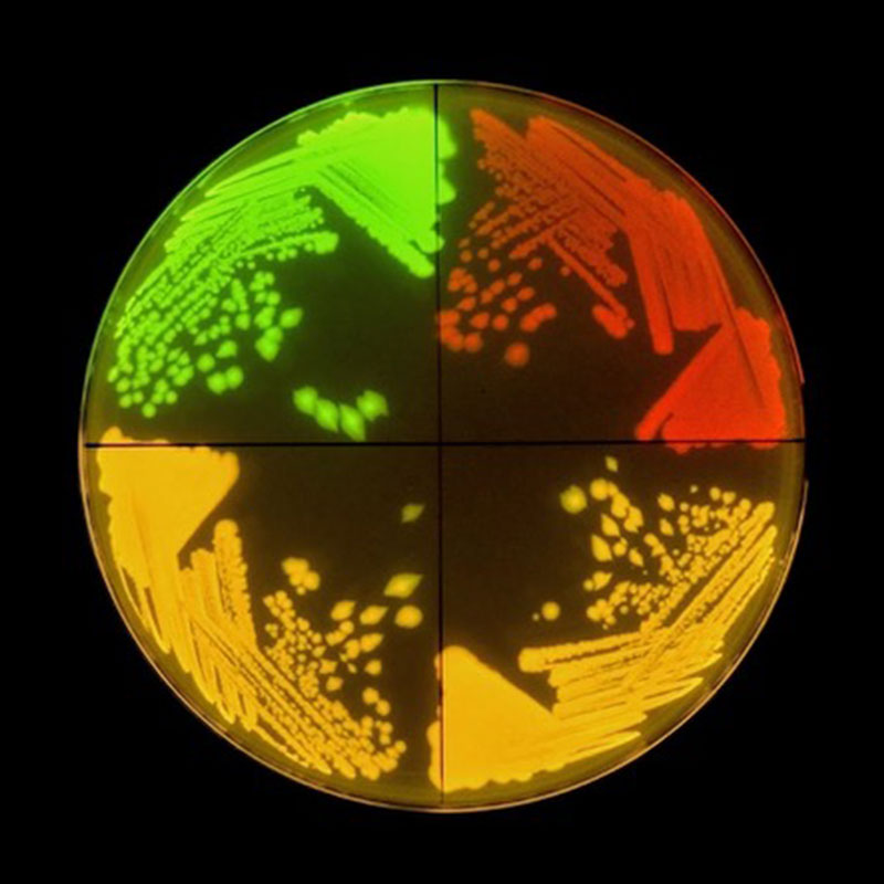 A petri dish with ecoli strains colored in green, red, and yellow.