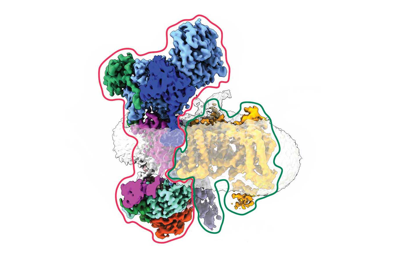 A 3D model of a protein. The left half is outlined in red to signify the EMC enzyme. The right side is outlined in green to indicate parts of a voltage gated calcium channel as it becomes part of the EMC complex.