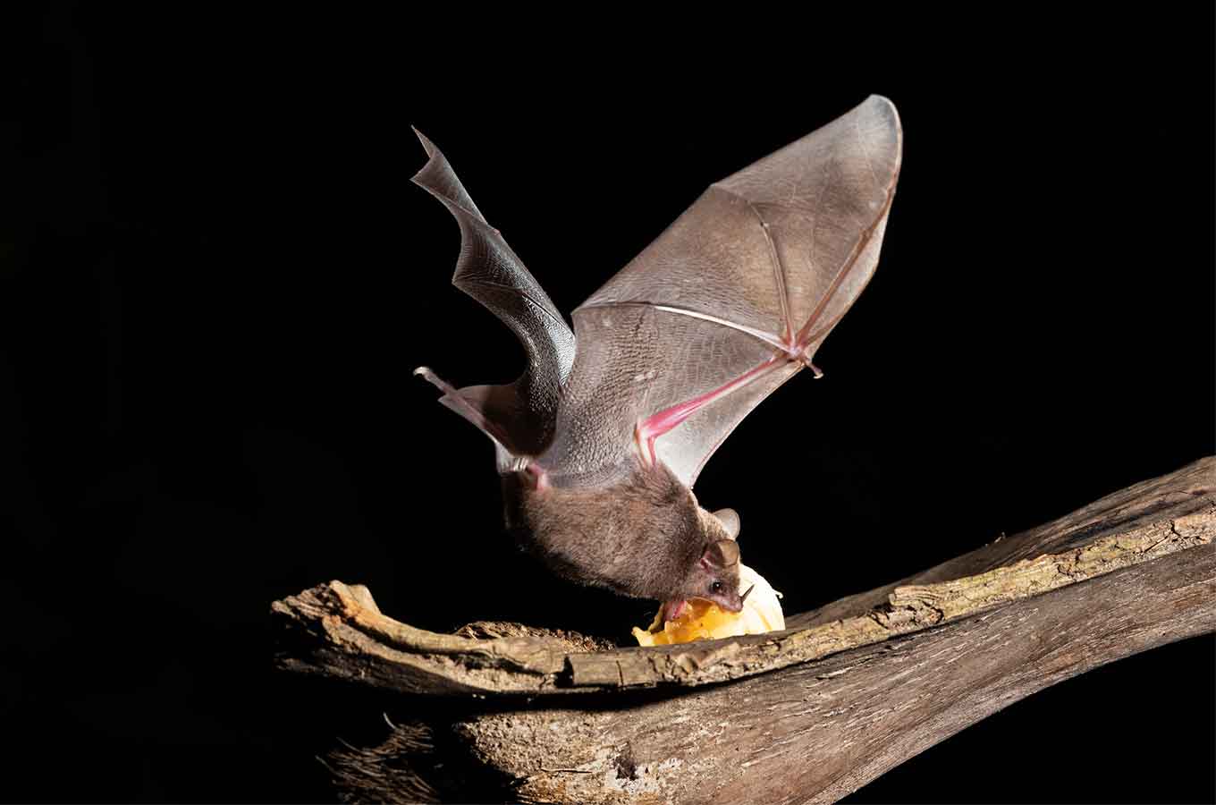 How Fruit Bats Got Sweet Tooth Without Sour Health Mirage News