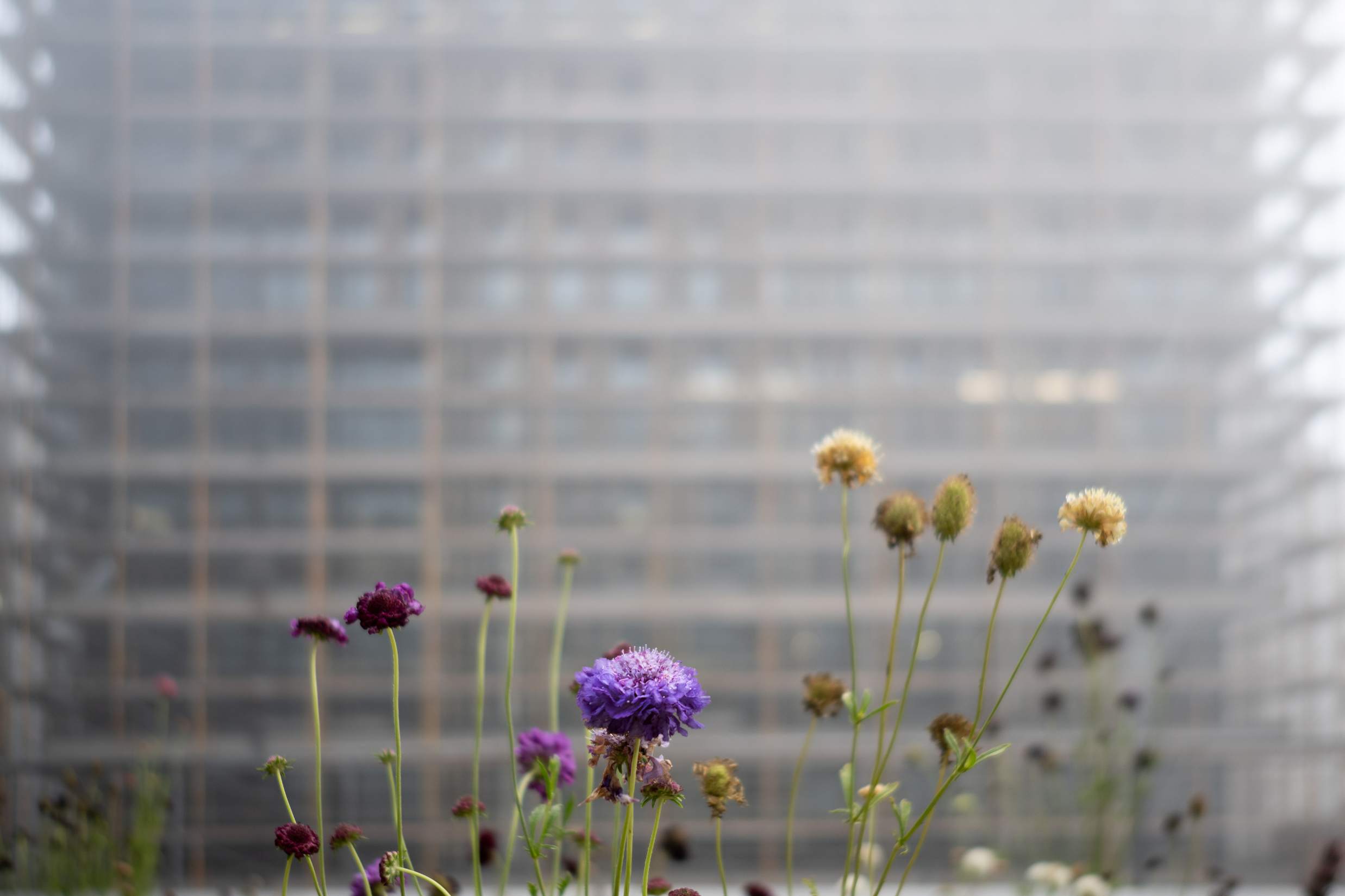 UCSF’s Largest Rooftop Gardens Undergo Vibrant Year-Long Transformation ...