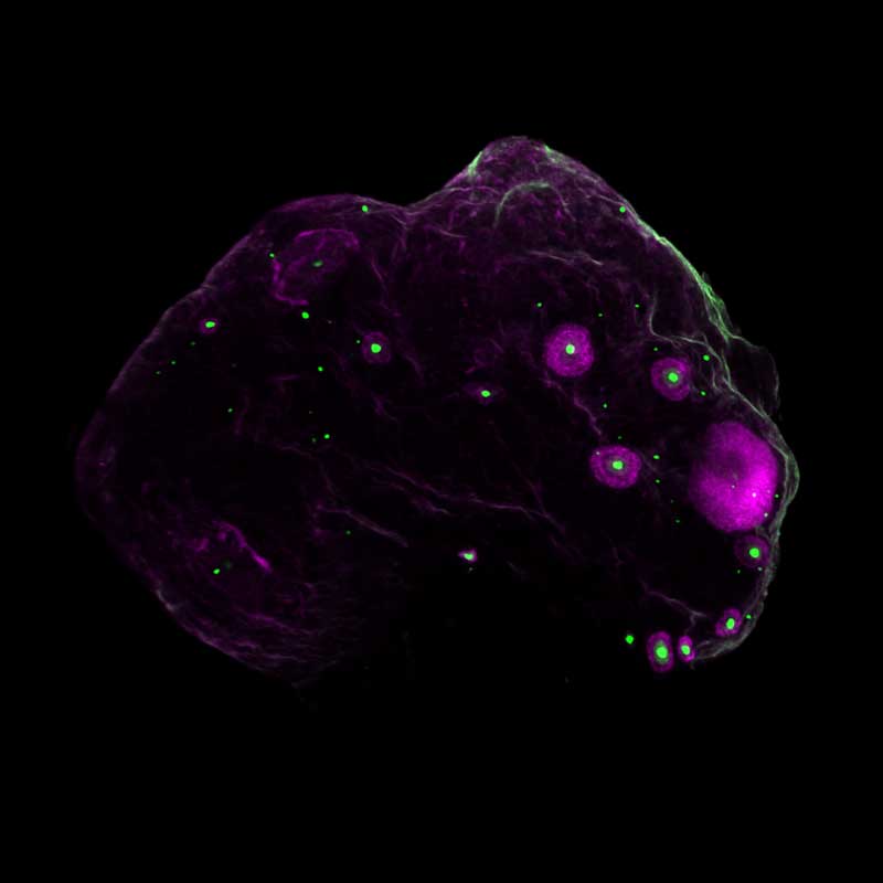 A microscopic image of a mouse ovary at 12 months, showing that the amount of eggs has decreased.