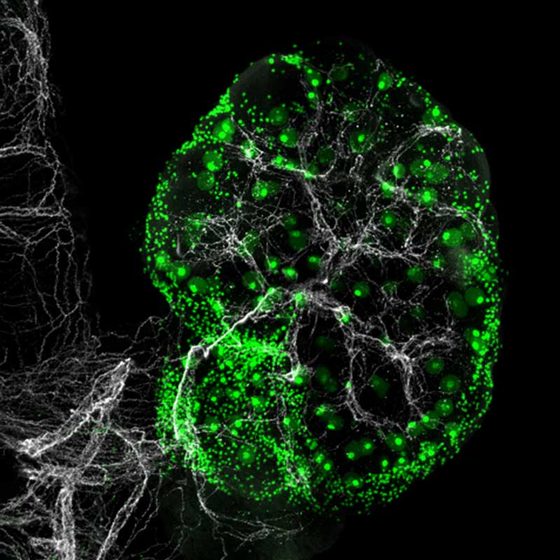 A microscopic image showing a network of white sympathetic nerve cells in a mouse ovary, where eggs are colored in green.