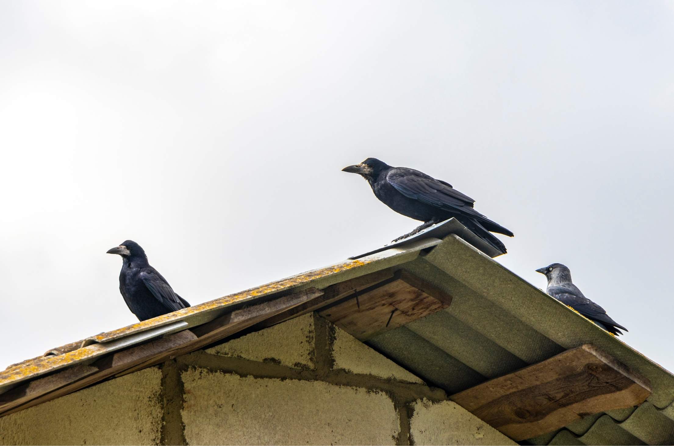 Three crows stand on a rooftop with an ominous sky behind them.
