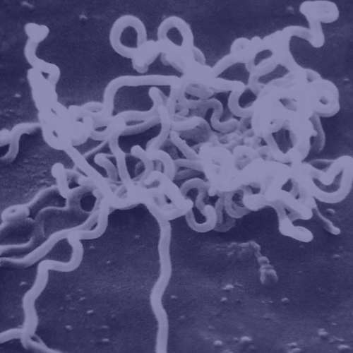 A microscopic image of bacteria in the microbiome of the gut.