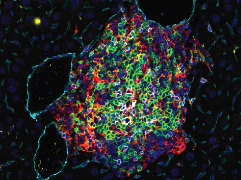 Fluorescent microscopy image showing a dense cluster of cells labeled in green, red, and blue, forming a complex, organic pattern against a black background.