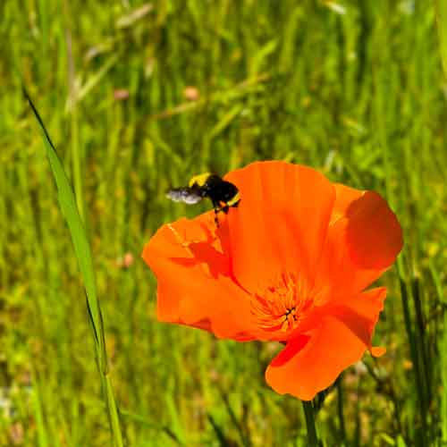 A bee flies over a California poppy flower at the Mount Sutro Open Space Reserve.