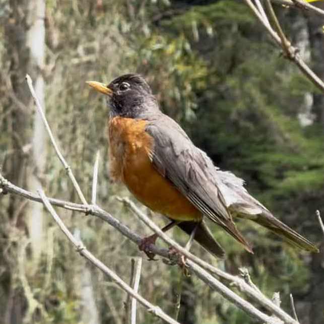 A bird on a branch at the Mount Sutro Open Space Reserve