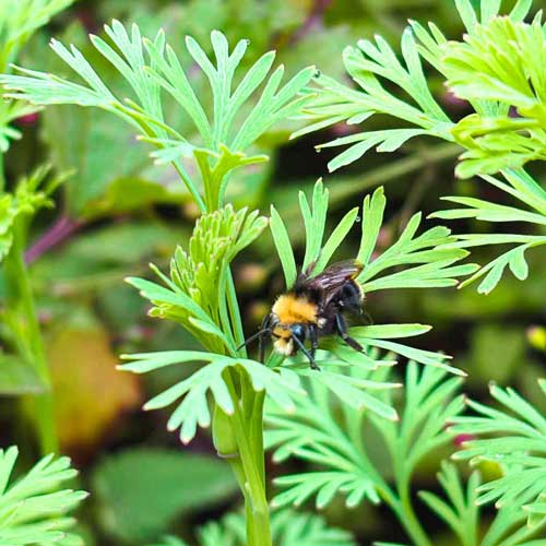 A bee hovers over plants at the Mount Sutro Open Space Reserve.