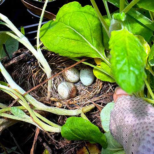 A birds’ nest among potted plants.