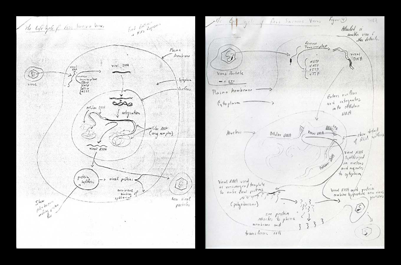 Two scanned photocopies showing scientific drawings and annotations.