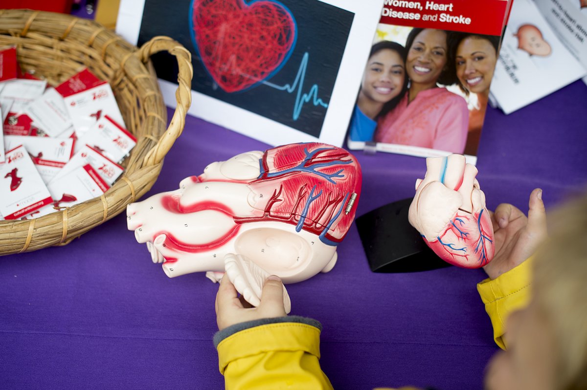A child examines a heart model, one of the family-friendly exhibits at the Women's Health 20th Anniversary street fair.