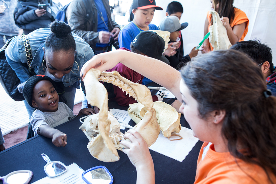 UCSF dental students demonstrate different types of teeth using animal jawbones.