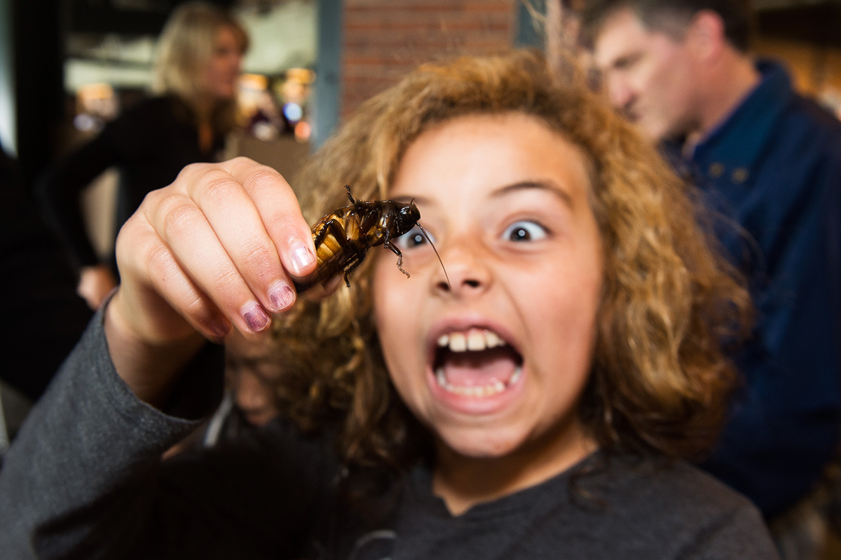 a child checks out a cockroach as part of a biology booth hosted by Tree Frog Treks, a local science summer camp program.