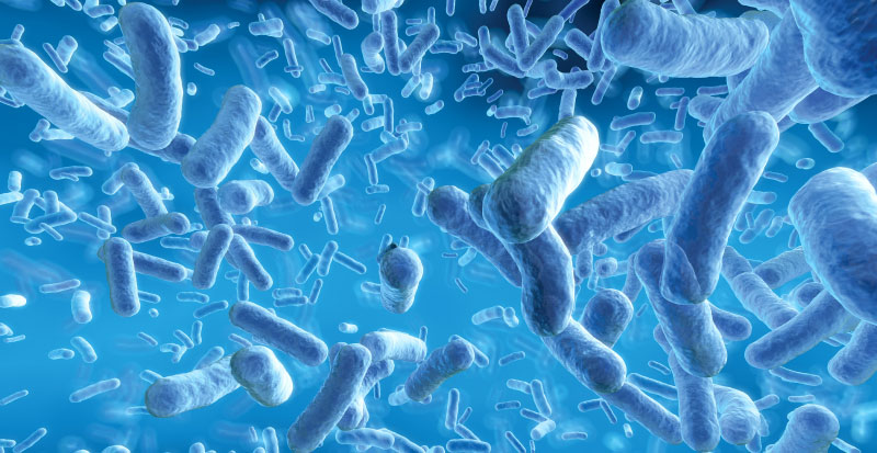 gut bacteria image representation
