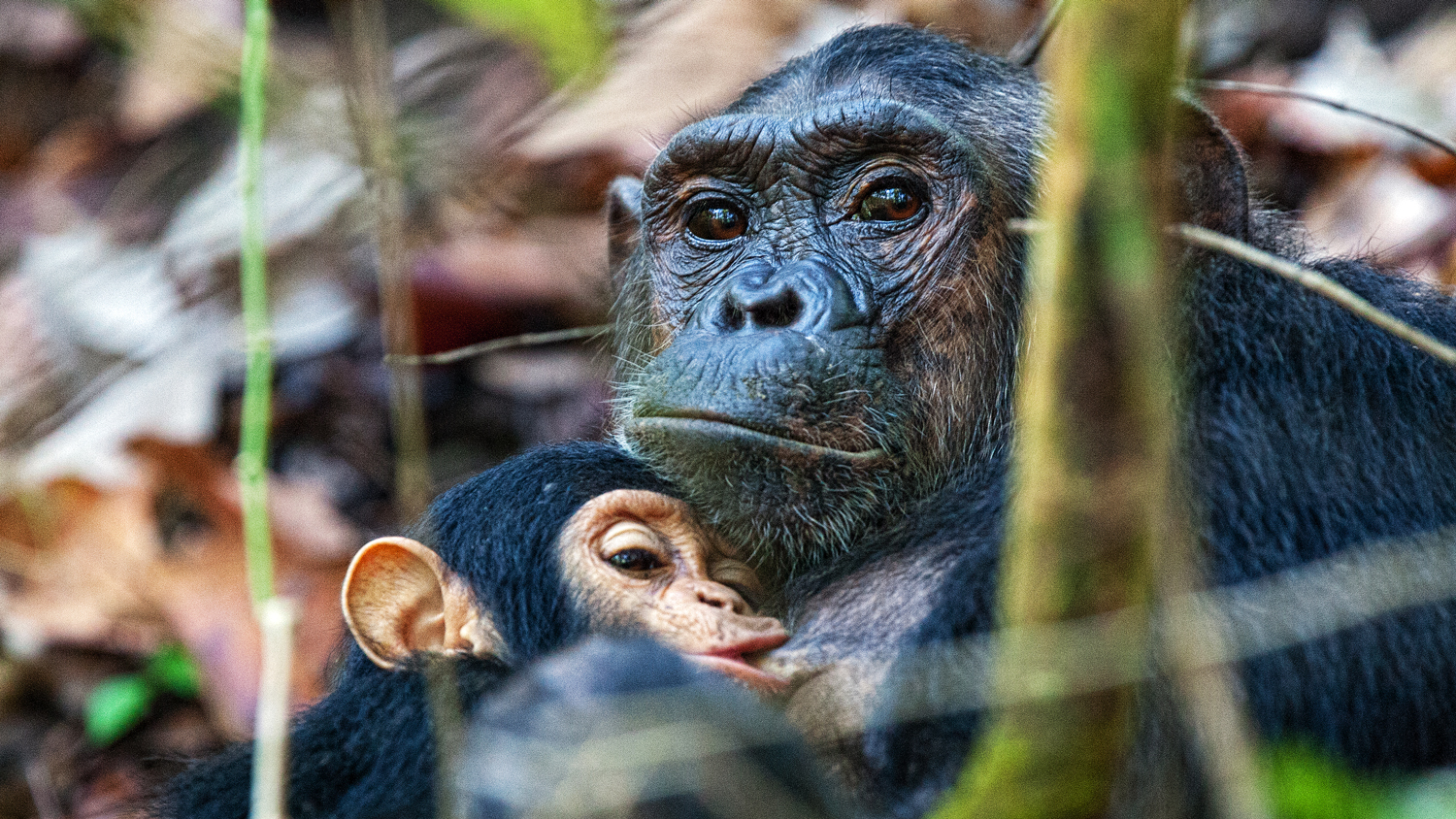 Chimpanzee Brain Organoids Hint at Secrets of Human