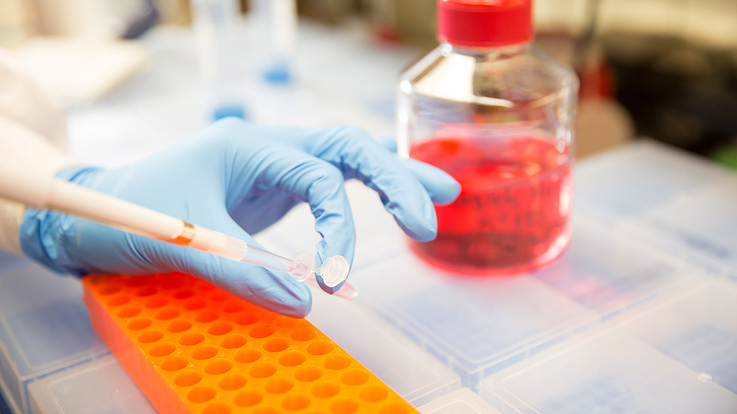 a researcher prepares cell cultures
