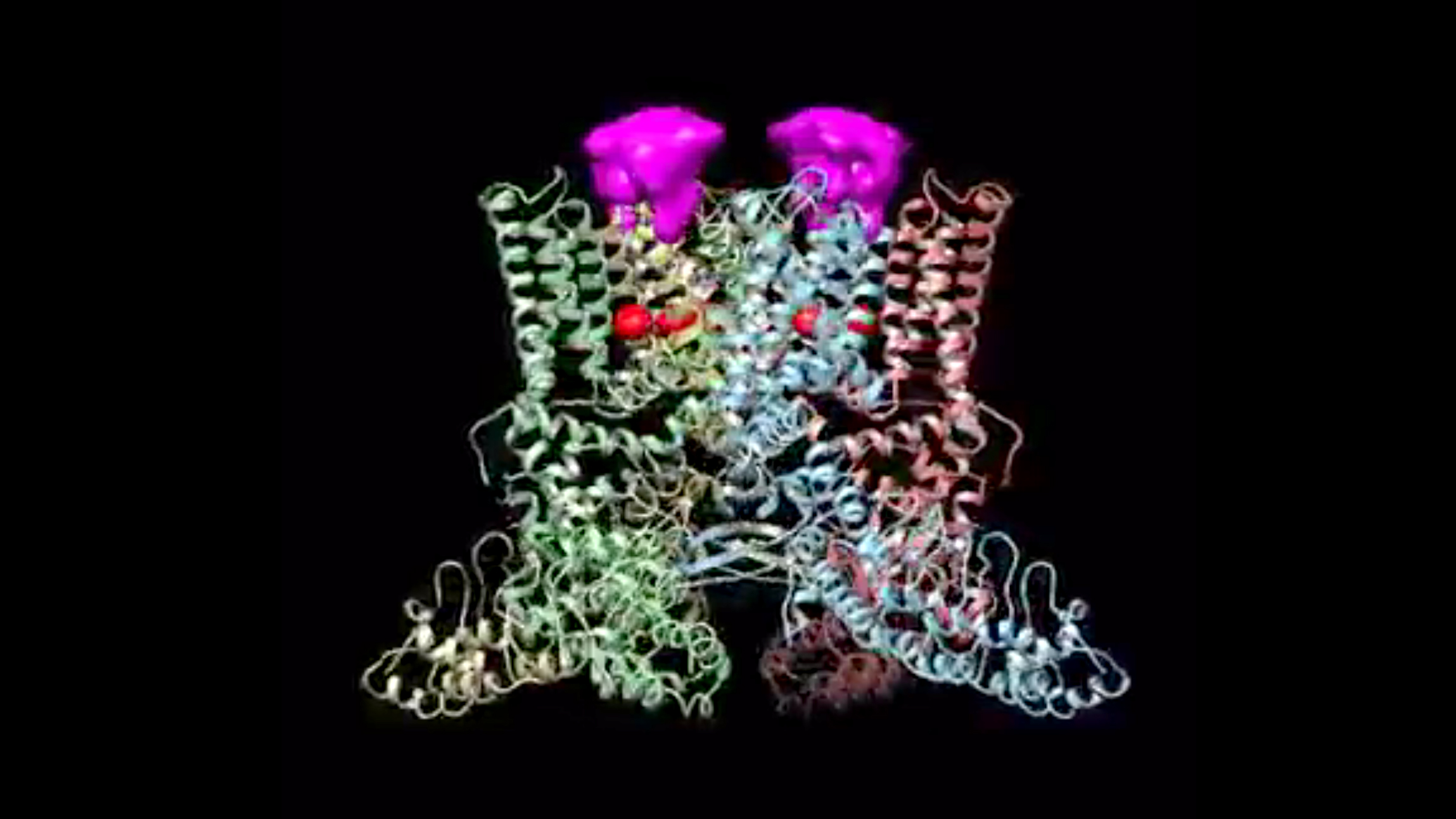 3-D model of the TRPV1 protein at 3.4 Angstroms, bound by both spider toxin (pink) and resiniferatoxin (red spheres). 