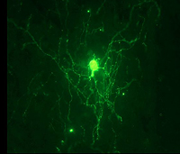 The transplanted cells grew long processes, called axons, through which they are connected to other nerve cells within the spinal cord of the host.