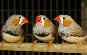 Zebra finches