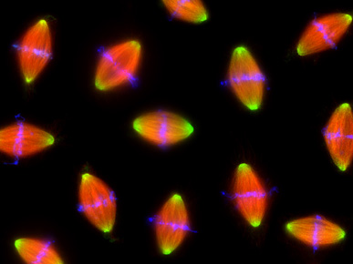Mitotic spindles assembled in vitro in Xenopus egg extract showing microtubules