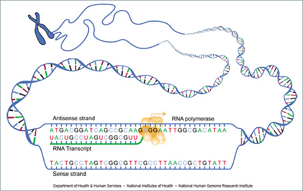 The Template Strand Of A Gene Contains The Sequence