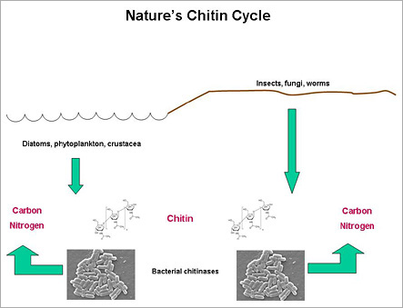 chitin cycle