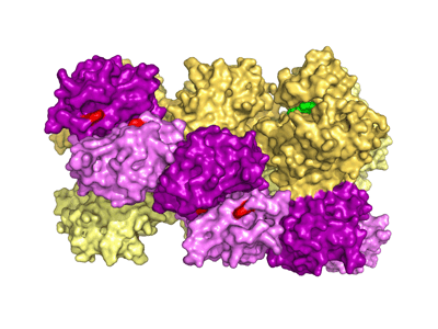The protein IRE1, shown here, mediates the unfolded protein response. (Credit: U