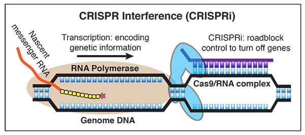 CRISPR interference diagram