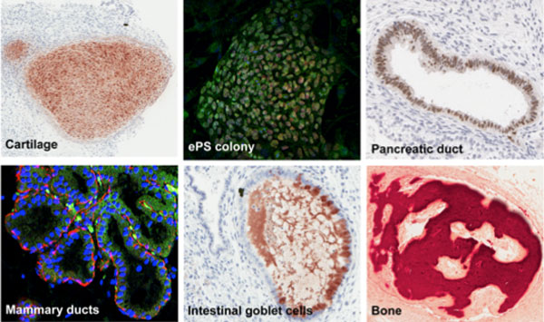 human tissue cells