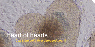 Illustration of heart cells