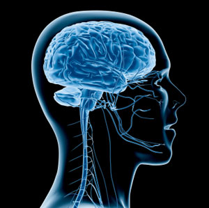 side profile of brain xray